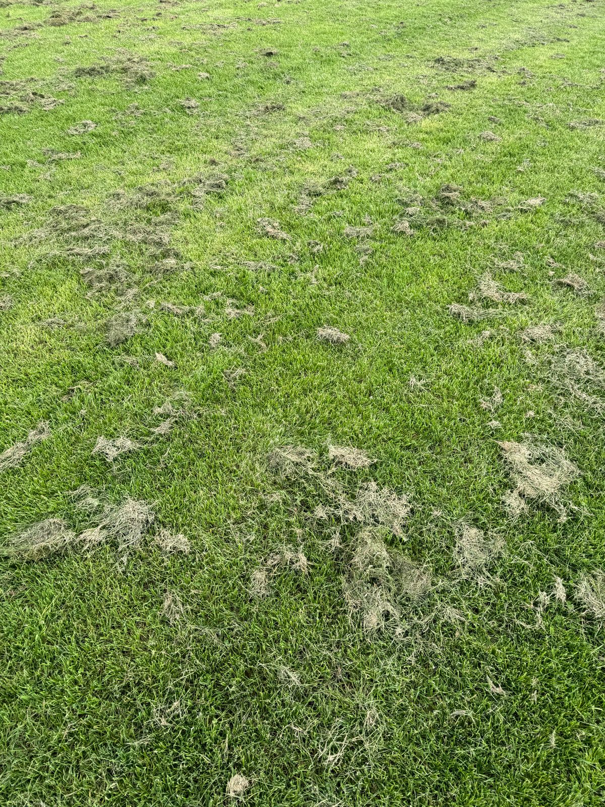 Fresh grass clippings on a lawn