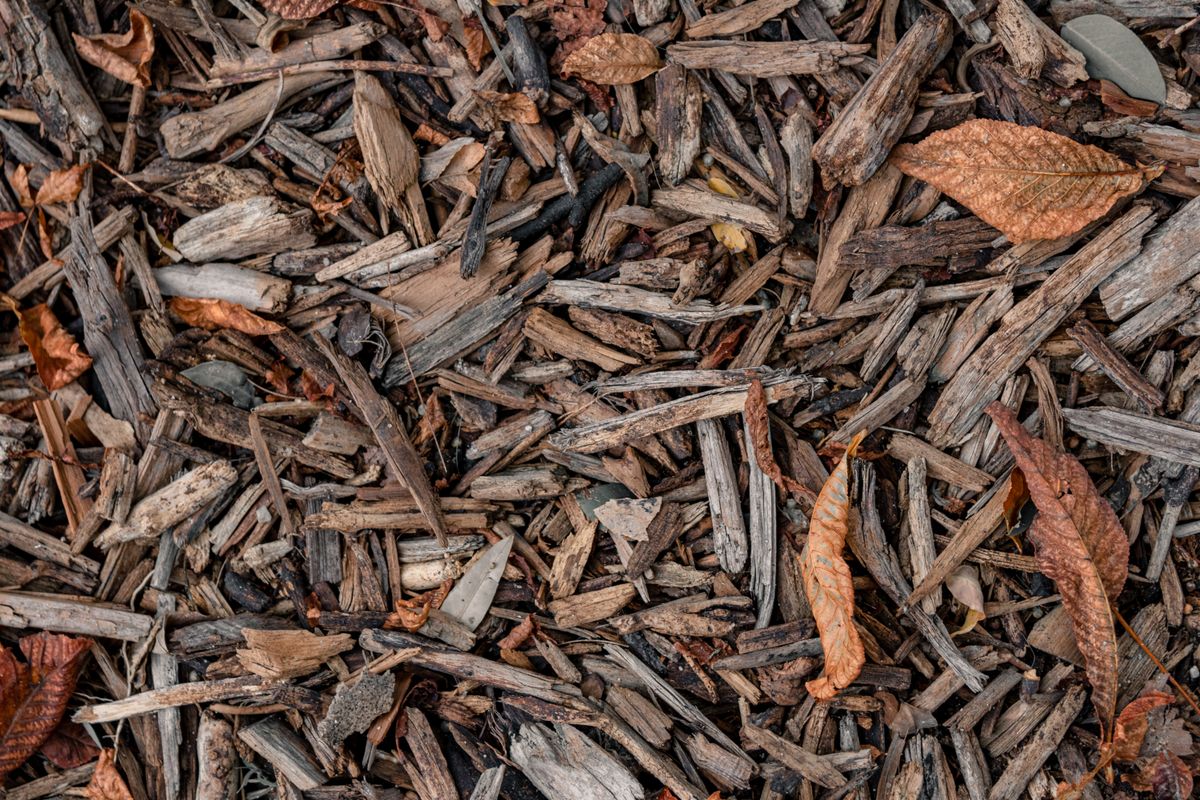 Leaves and mulch on the ground