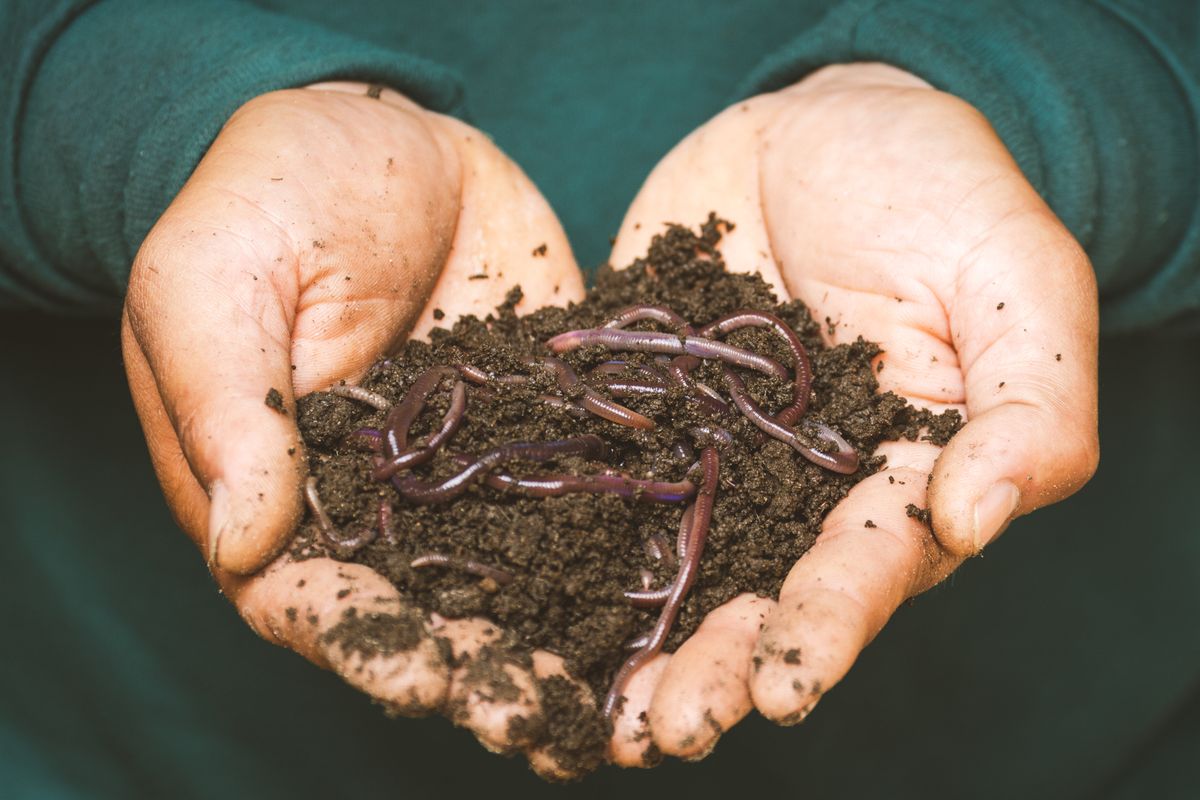 Earthworms in a handful of soil